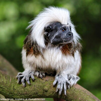 Buy canvas prints of Cotton Top Tamarin by Simon Marlow