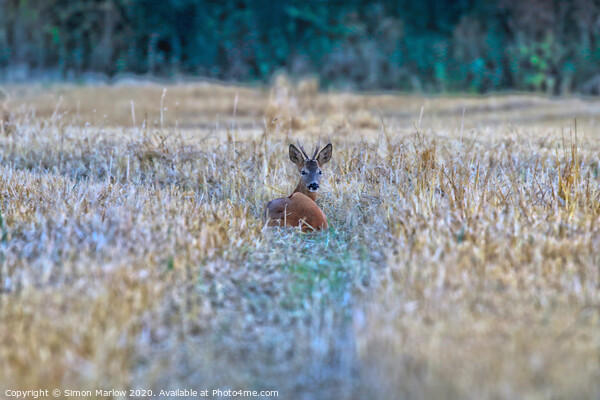 Tranquil Deer Amidst Golden Stubble Picture Board by Simon Marlow