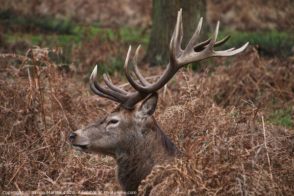 Majestic Stag resting in the ferns in Richmond Park Picture Board by Simon Marlow