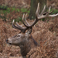 Buy canvas prints of Majestic Stag resting in the ferns in Richmond Park by Simon Marlow