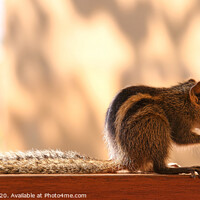 Buy canvas prints of Furry FiveStriped Squirrel Feasting in Sri Lanka by Simon Marlow