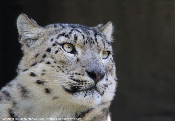 Majestic Snow Leopard The King of the Mountains Picture Board by Simon Marlow