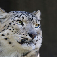 Buy canvas prints of Majestic Snow Leopard The King of the Mountains by Simon Marlow
