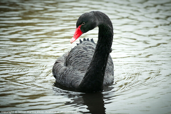Majestic Black Swan on the Thames Picture Board by Simon Marlow