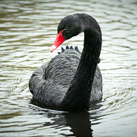 Buy canvas prints of Majestic Black Swan on the Thames by Simon Marlow
