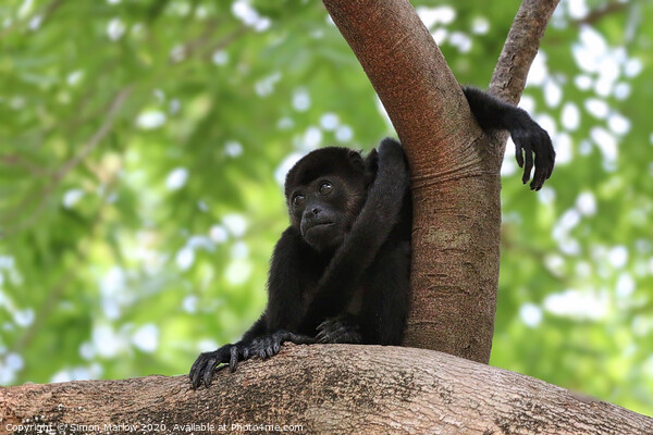 Adorable Baby Howler Monkey Picture Board by Simon Marlow