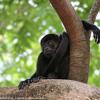 Buy canvas prints of Adorable Baby Howler Monkey by Simon Marlow