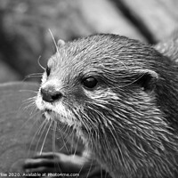 Buy canvas prints of Black and White portrait of an Otter by Simon Marlow