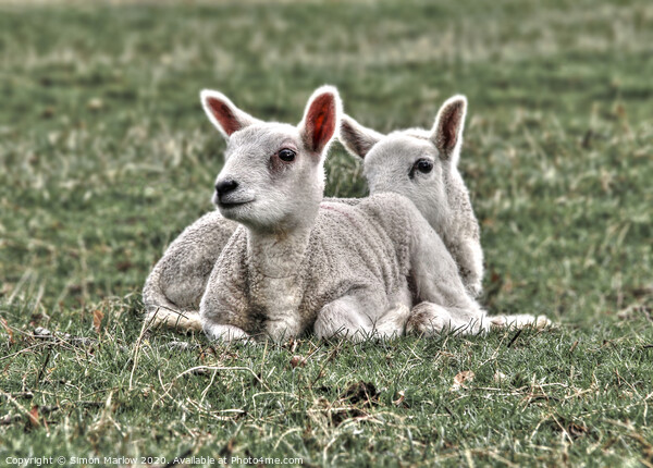 Playful Spring Lambs in a Sunny Field Picture Board by Simon Marlow