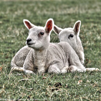Buy canvas prints of Playful Spring Lambs in a Sunny Field by Simon Marlow