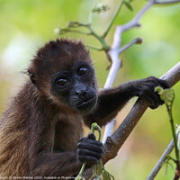 Buy canvas prints of Adorable Baby Howler Monkey in Costa Rican Forest by Simon Marlow