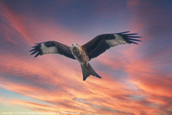 Red Kite in Shropshire against a sunset sky Picture Board by Simon Marlow