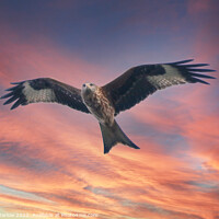 Buy canvas prints of Red Kite in Shropshire against a sunset sky by Simon Marlow