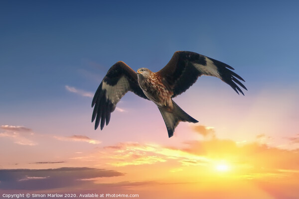 Red Kite against a sunset background Picture Board by Simon Marlow