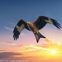 Buy canvas prints of Red Kite against a sunset background by Simon Marlow
