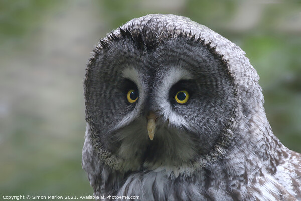 Great Grey Owl Picture Board by Simon Marlow