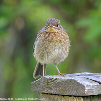 Buy canvas prints of Young Robin perched on a fence by Simon Marlow