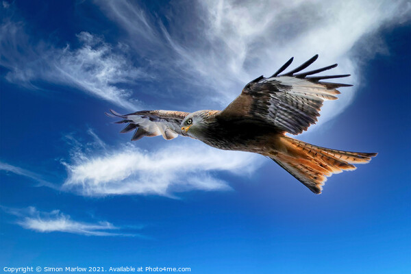 Majestic Red Kite Soaring Freely Picture Board by Simon Marlow