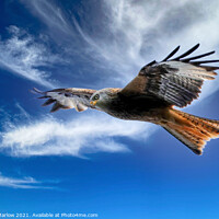 Buy canvas prints of Majestic Red Kite Soaring Freely by Simon Marlow