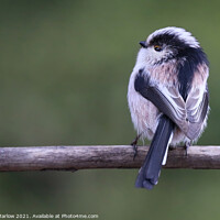 Buy canvas prints of Beautiful detail and colour of a Long Tailed Tit by Simon Marlow