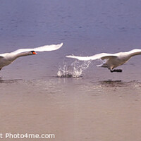 Buy canvas prints of Majestic Swan taking off sequence by Simon Marlow
