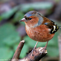 Buy canvas prints of Majestic Chaffinch on a Blossoming Branch by Simon Marlow
