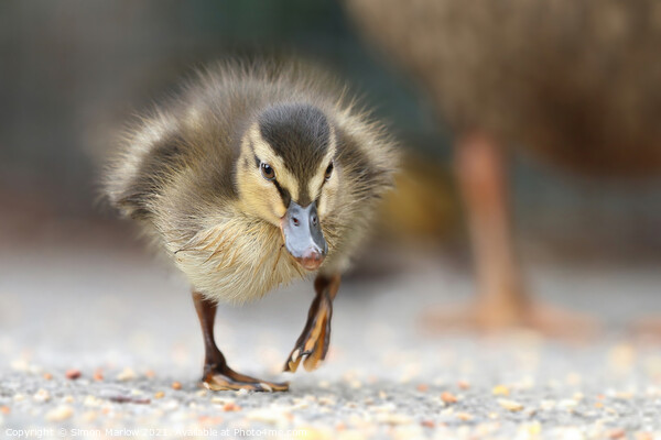 Young Mallard Duckling walking on the ground Picture Board by Simon Marlow
