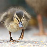 Buy canvas prints of Young Mallard Duckling walking on the ground by Simon Marlow