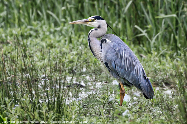 Majestic Grey Heron Surveys the Waters Picture Board by Simon Marlow