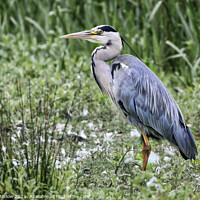 Buy canvas prints of Majestic Grey Heron Surveys the Waters by Simon Marlow