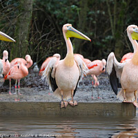 Buy canvas prints of Curious Pelicans Stand Out by Simon Marlow