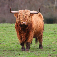 Buy canvas prints of Highland Cow by Simon Marlow