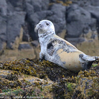 Buy canvas prints of Grey Seal on the rocks off Northumberland by Simon Marlow