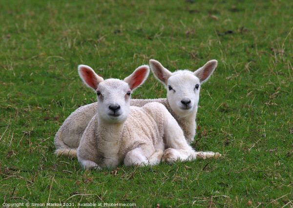 A pair of spring Lambs in a field Picture Board by Simon Marlow