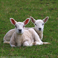 Buy canvas prints of A pair of spring Lambs in a field by Simon Marlow