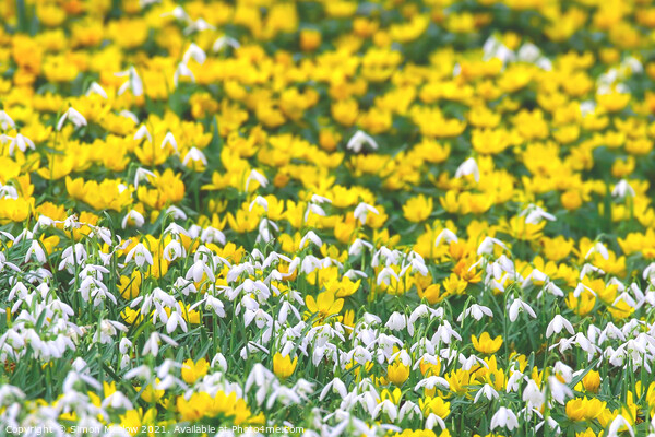 Spring Yellow Aconites and Common Snowdrops Picture Board by Simon Marlow
