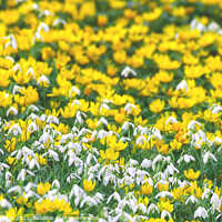 Buy canvas prints of Spring Yellow Aconites and Common Snowdrops by Simon Marlow