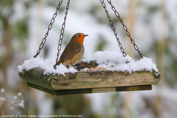 Robin on a snow covered feed tray Picture Board by Simon Marlow