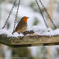 Buy canvas prints of Robin on a snow covered feed tray by Simon Marlow