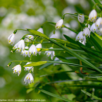 Buy canvas prints of Enchanting Meadow Snowdrops by Simon Marlow