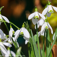 Buy canvas prints of Snowdrops by Simon Marlow