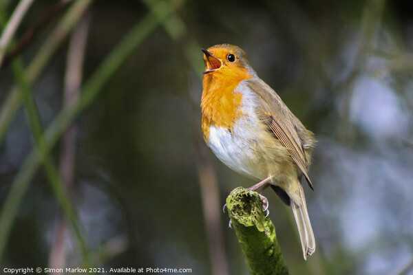 Serenading Redbreast Picture Board by Simon Marlow
