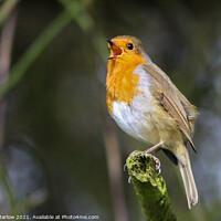 Buy canvas prints of Serenading Redbreast by Simon Marlow