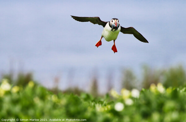Puffin coming into land with food Picture Board by Simon Marlow