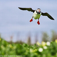 Buy canvas prints of Puffin coming into land with food by Simon Marlow