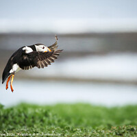 Buy canvas prints of Majestic Puffin Landing in Northumberland by Simon Marlow