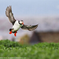 Buy canvas prints of Puffin coming into land in Northumberland by Simon Marlow