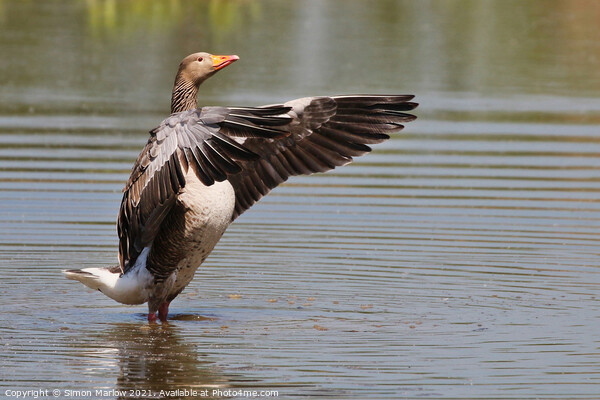 The Greylag Conductor Picture Board by Simon Marlow