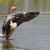 Buy canvas prints of The Greylag Conductor by Simon Marlow