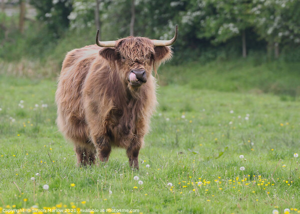 Highland Cow with it's tongue up it's nose Picture Board by Simon Marlow